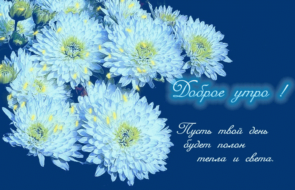 Поздравления С Днем Рождения Цветы Хризантемы