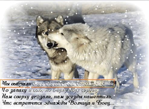 Слова Новогоднего Поздравления От Волка