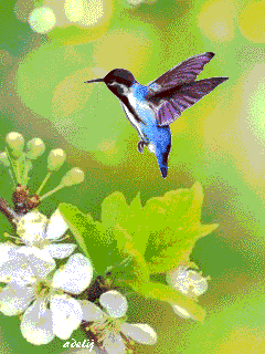 Открытки с колибри скачать бесплатно. Открытки с колибри онлайн.