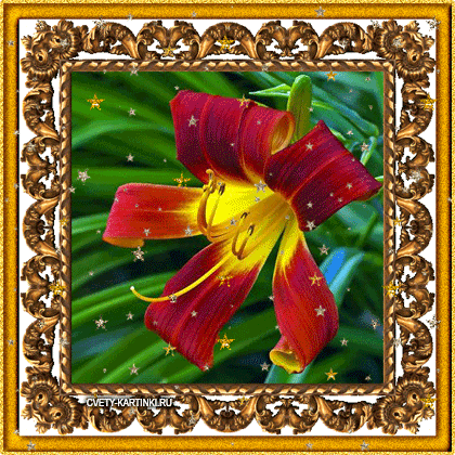 Открытки с красной лилией скачать. Анимационные открытки с красной лилией. 