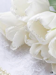 Открытки с белыми тюльпанами gif. Открытки с белыми тюльпанами скачать.