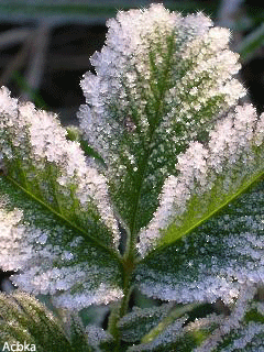 Открытки с инеем скачать бесплатно. Открытки с инеем gif.     