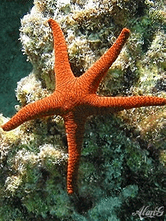 Открытки с морскими звездами анимационные. Открытки с морскими звездами gif.