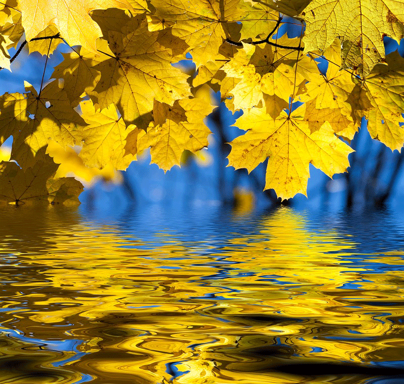 Открытки с листопадом скачать. Открытки с листопадом бесплатно.