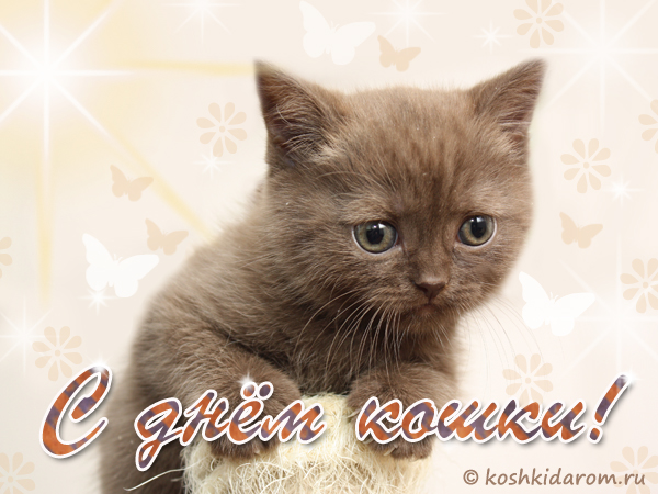 Открытки с Всемирным днём кошек с пожеланиями. Открытки с Всемирным днём коше...