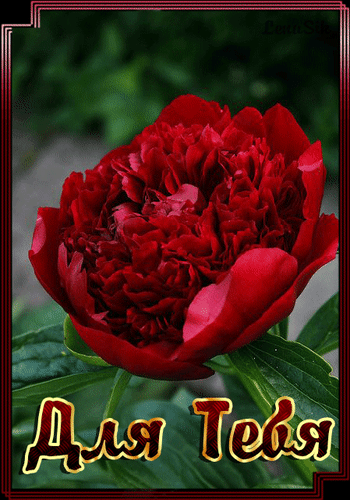 Открытки с красными пионами скачать. Открытки с красными пионами онлайн.