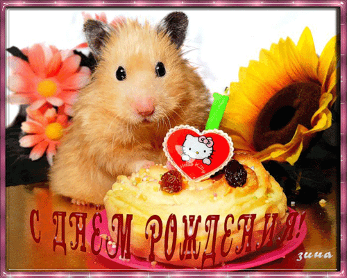 Скачать бесплатно открытки с хомяками. Открытки с хомяками gif.