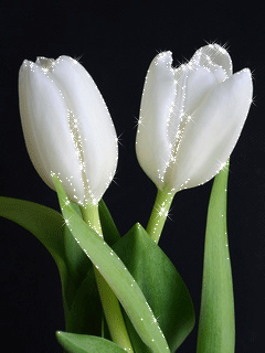 Открытки с белыми тюльпанами gif. Открытки с белыми тюльпанами скачать.