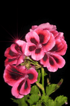 Открытки с геранью скачать бесплатно. Открытки с геранью онлайн.