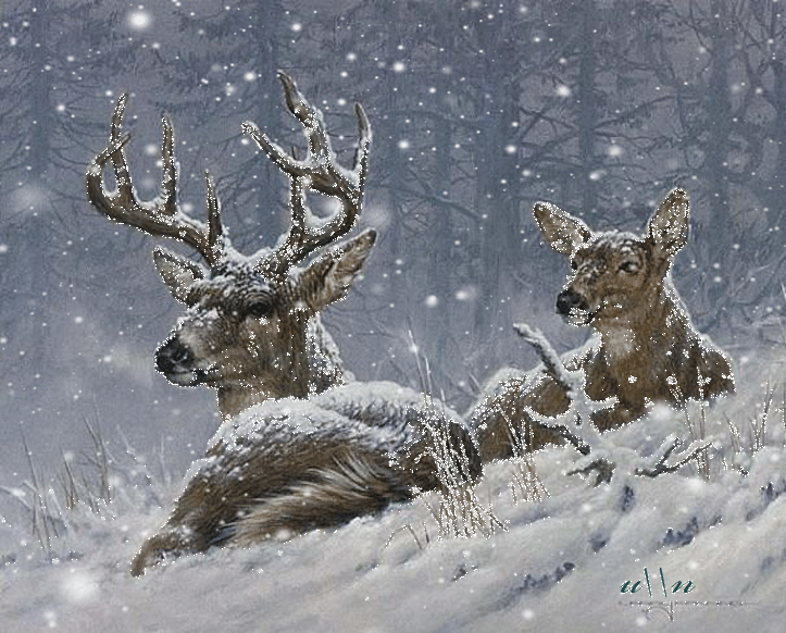 Открытки с зимним лесом скачать бесплатно. Открытки с зимним лесом gif.