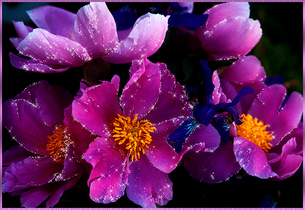 Скачать бесплатно анимационные открытки с цветами. Красивые открытки с цветами.