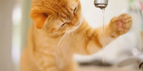 Открытки с кошками скачать бесплатно. Анимационные открытки с кошками.