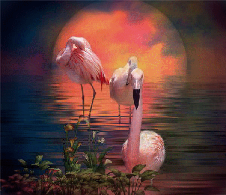 Открытки с фламинго с анимациями. Открытки с фламинго скачать.