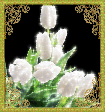 Открытки с белыми тюльпанами gif. Открытки с белыми тюльпанами скачать.