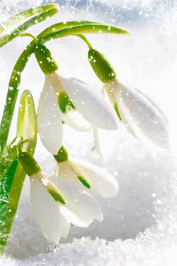 Открытки с подснежниками скачать бесплатно. Открытки с подснежниками gif.