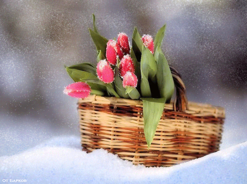 Открытки с тюльпанами в корзине скачать бесплатно. Открытки с тюльпанами в ко...