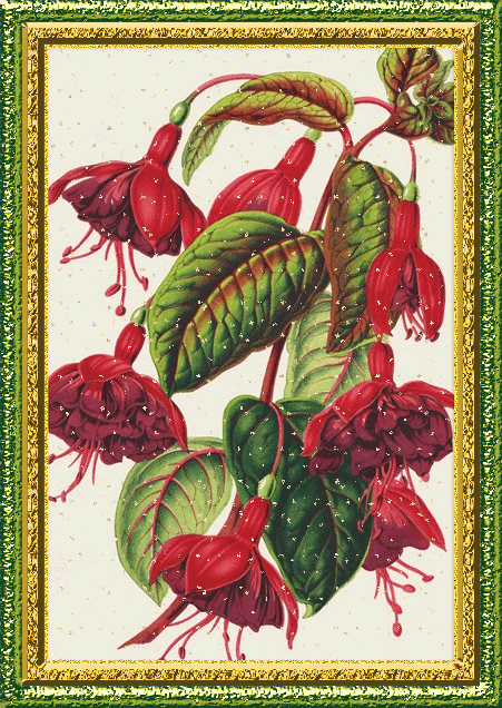 Анимационные открытки с фуксией. Открытки с фуксией скачать бесплатно.