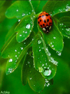 Открытки с божьей коровкой скачать бесплатно. Открытки с божьей коровкой онлайн.