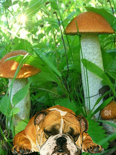 Открытки с лесными грибами скачать бесплатно. Открытки с грибами онлайн.