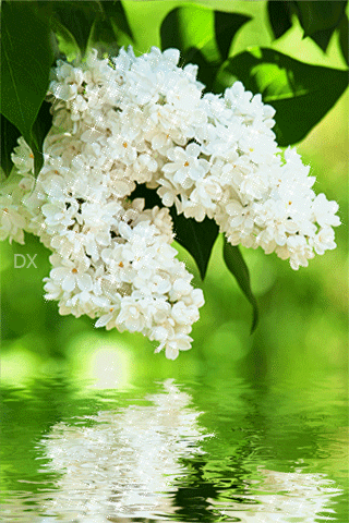 Открытки с белой сиренью анимационные. Открытки с белой сиренью gif.