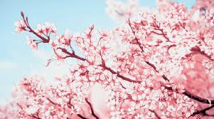 Открытки с сакурой gif. Дерево сакуры открытки скачать бесплатно.