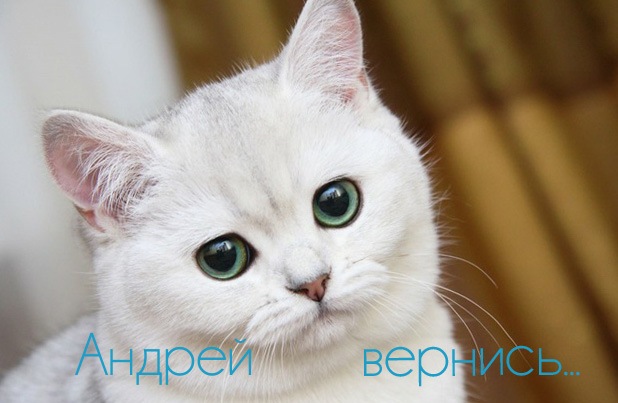 Открытки с именем Андрей скачать бесплатно. Открытки с именем Андрей gif.