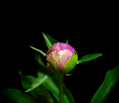 Открытки с розовыми пионами скачать бесплатно. Открытки с розовыми пионами онлайн.