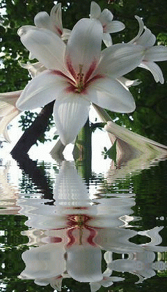 Открытки с белой лилией скачать бесплатно. Открытки с белой лилией gif.