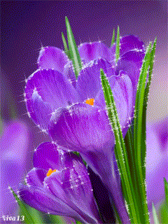 Открытки с крокусами скачать бесплатно. Открытки с крокусами онлайн.