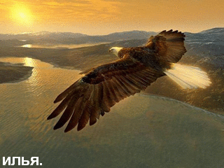 Открытки с орлом скачать бесплатно. Открытки с орлом онлайн.