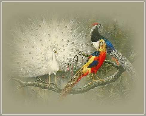 Открытки с павлинами скачать бесплатно. Открытки с павлинами gif.