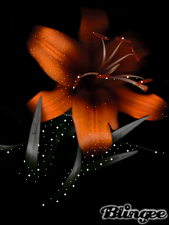 Открытки с красной лилией скачать. Анимационные открытки с красной лилией. 