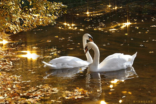Открытки с лебедями скачать. Открытки с лебедями бесплатно. 