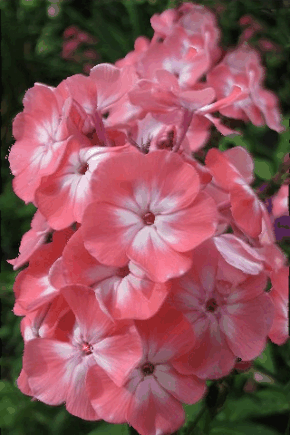 Открытки с флоксами анимационные. Открытки с флоксами скачать.