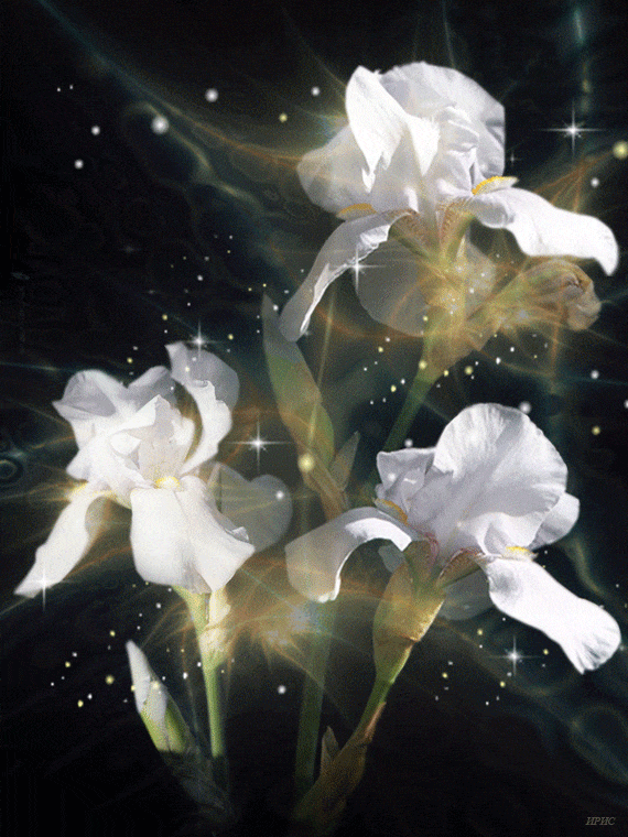 Открытки с ирисами скачать. Открытки с ирисами бесплатно онлайн.