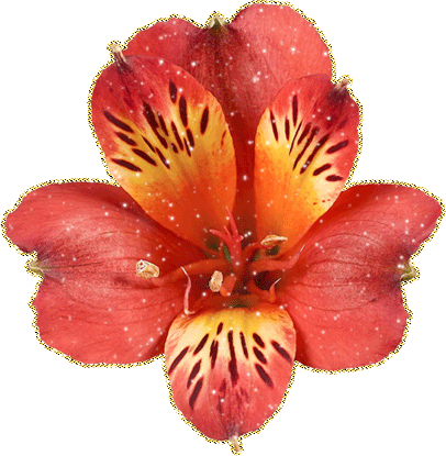 Открытки с альстромериями анимационные. Открытки с альстромериями скачать.