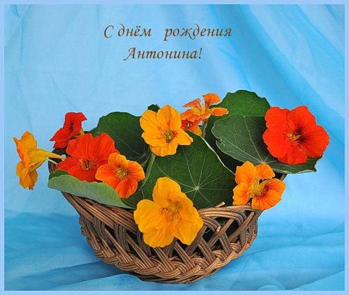 Открытки с именем Антонина скачать бесплатно. Открытки с именем Антонина gif.