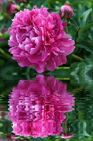 Открытки с пионами в саду скачать бесплатно. Открытки с пионами в саду онлайн.