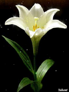 Открытки с белой лилией скачать бесплатно. Открытки с белой лилией gif.