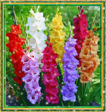 Открытки с гладиолусами скачать бесплатно. Открытки с гладиолусами анимационные.