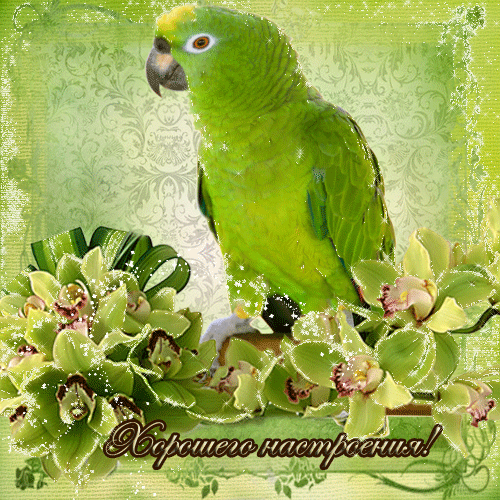 Самые лучшие Открытки хорошего настроения скачать бесплатно.