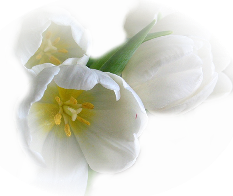 Открытки с белыми тюльпанами gif. Открытки с белыми тюльпанами скачать.