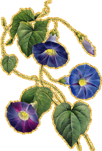 Открытки с вьюнками анимационные. Открытки с вьюнками онлайн.