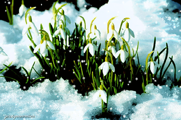 Открытки с подснежниками скачать бесплатно. Открытки с подснежниками gif.