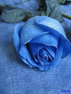 Открытки с синими розами скачать бесплатно. Открытки с синими розами онлайн.