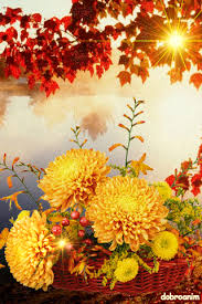 Открытки с хризантемами скачать бесплатно. Открытки с хризантемами онлайн.