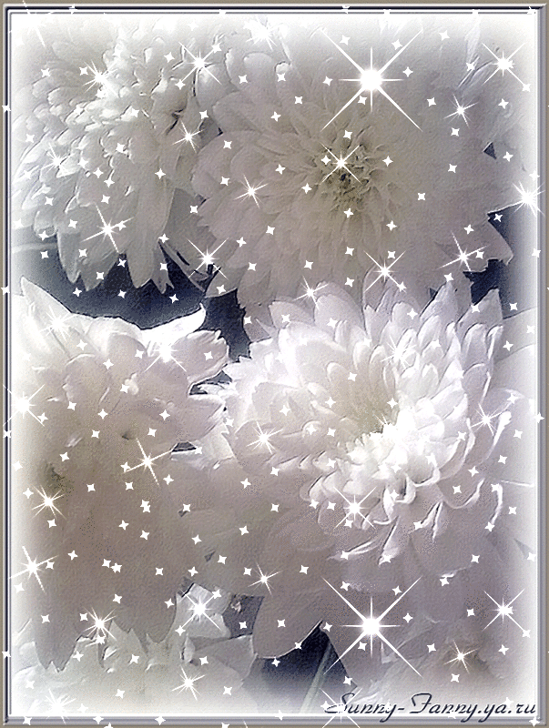 Открытки с белыми хризантемами анимационные. Открытки с белыми хризантемами gif.
