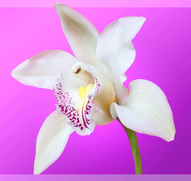 Открытки с белыми орхидеями скачать. Открытки с белыми орхидеями бесплатно он...