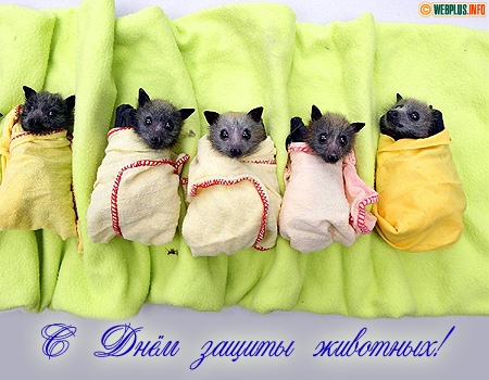 Открытки с днём защиты животных скачать бесплатно. Открытки с днём защиты жив...