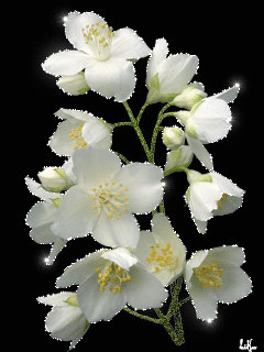 Открытки с цветами жасмина скачать. Открытки с цветами жасмина анимационные.